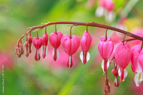 Dicentra, Bleeding Heart flower, macro, some flowers in focus