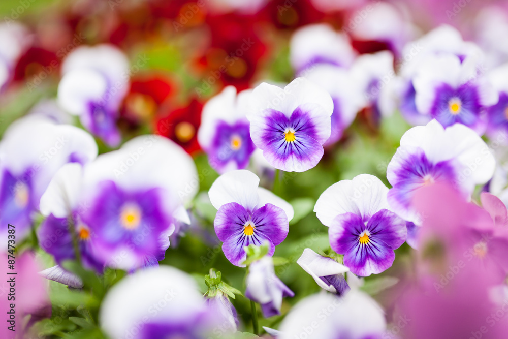 Beautiful violet flowers Beautiful violet flowers