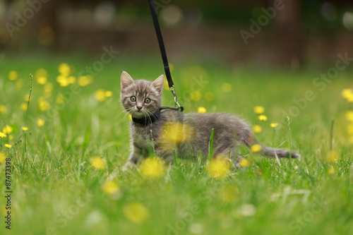 Fototapeta Naklejka Na Ścianę i Meble -  Katze an dert Leine