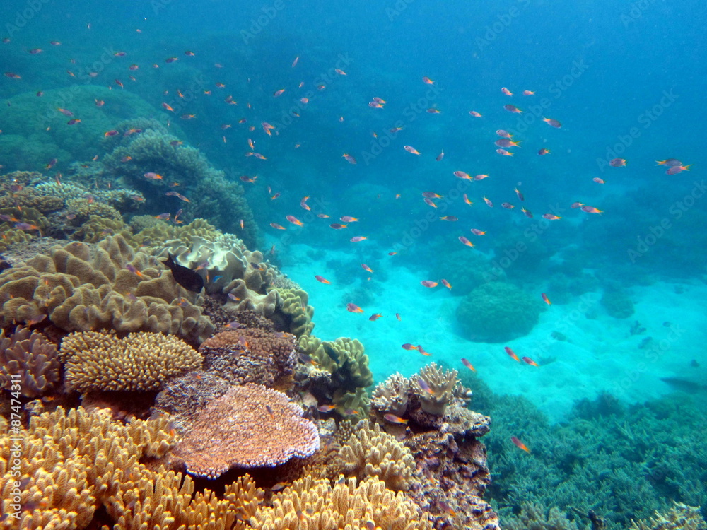 Fototapeta premium Grande Barrière de Corail