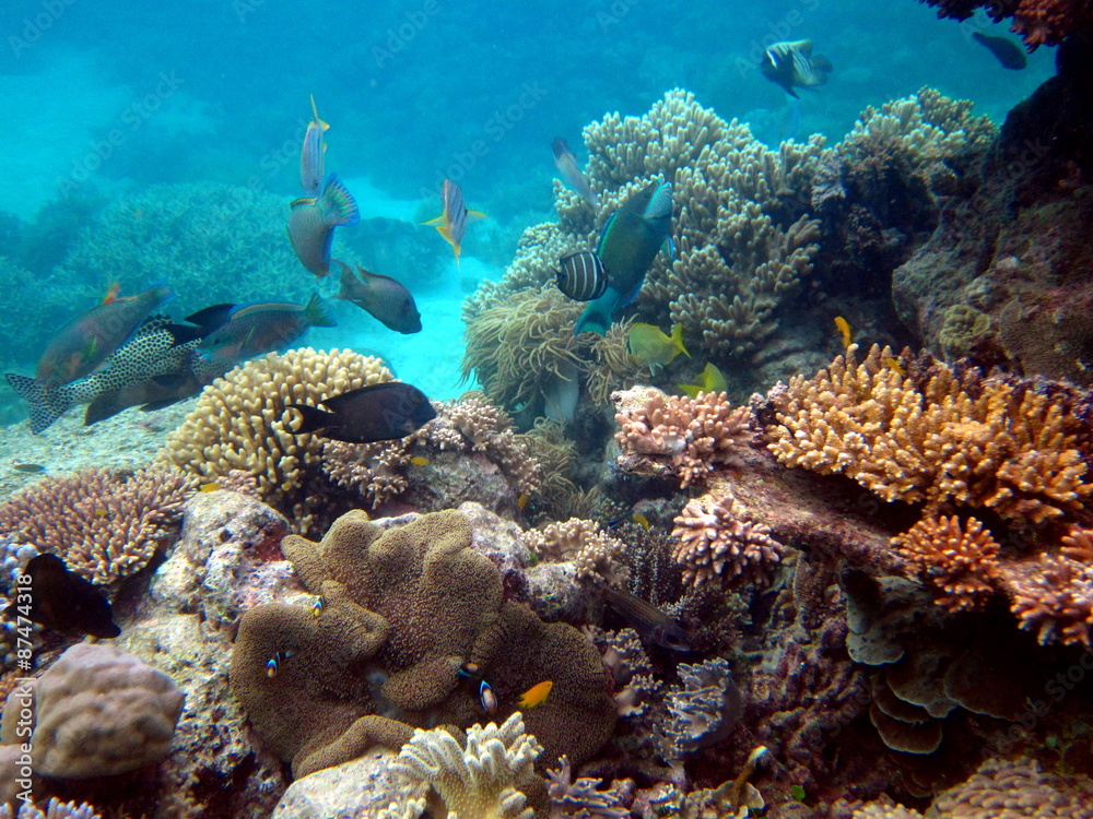 Fototapeta premium Grande Barrière de Corail