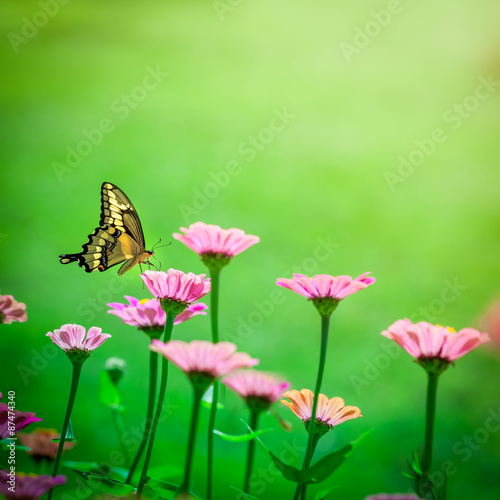 Butterfly On A Flower © Philip Steury