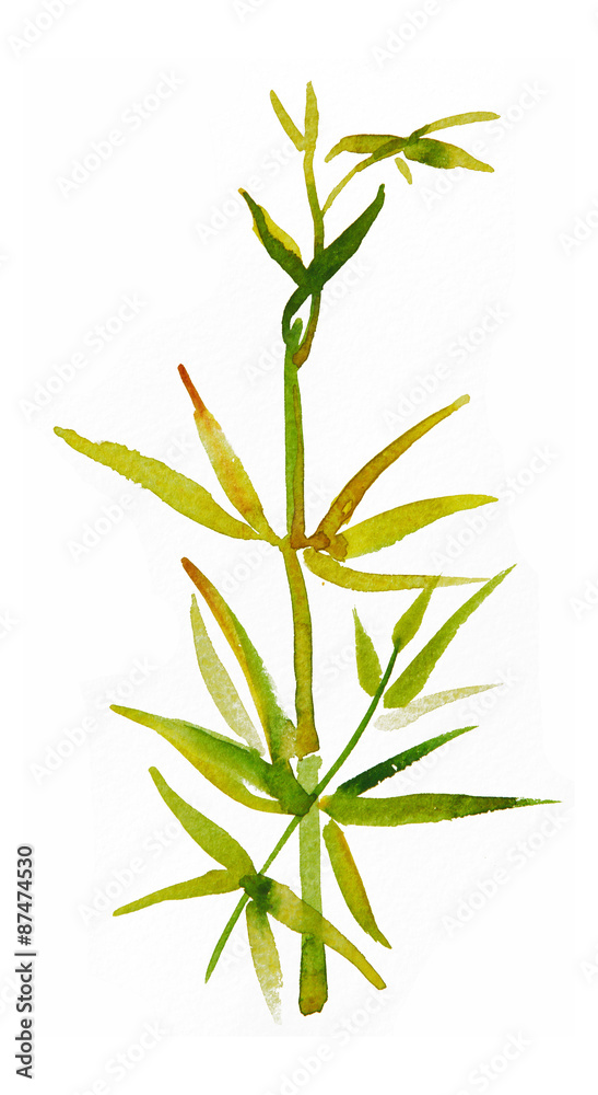 Fototapeta premium Bamboo leaves isolated on white, watercolor