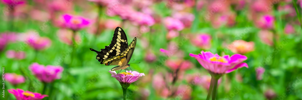 Obraz premium Motyl Na Kwiacie
