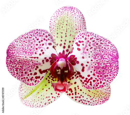 orchid flower