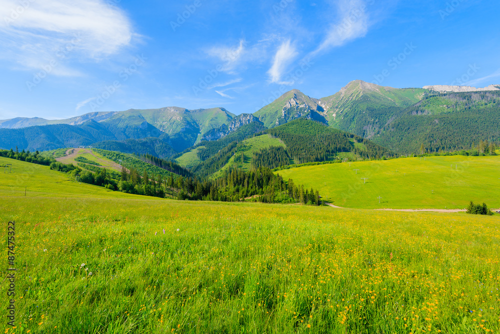 Fototapeta premium Żółte kwiaty na zielonej łące w letni krajobraz Tatr na Słowacji