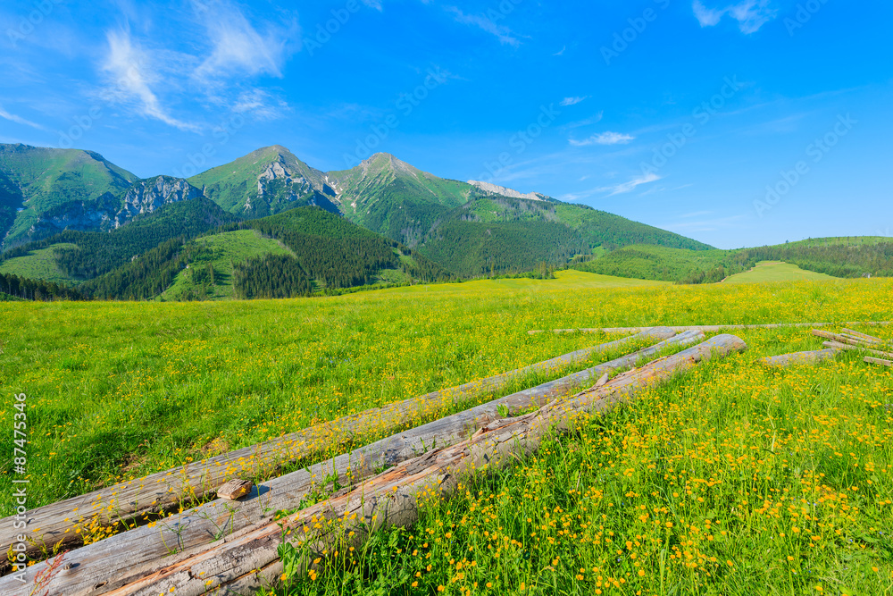 Wood logs on green meadow with blooming flowers in summer landscape of Tatra Mountains, Slovakia