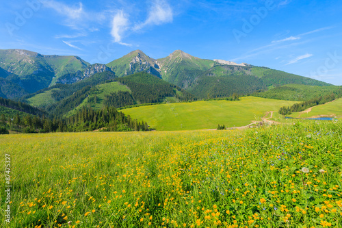 Yellow flowers on green meadow in summer landscape of Tatra Mountains  Slovakia