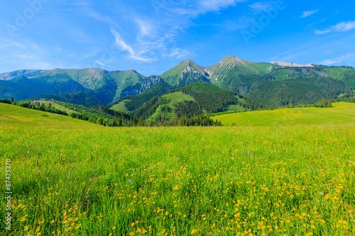 Yellow flowers on green meadow in summer landscape of Tatra Mountains  Slovakia