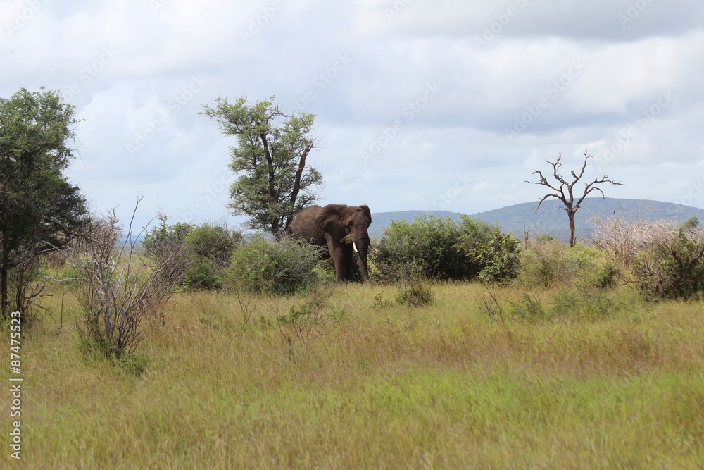 Elephant Elephant