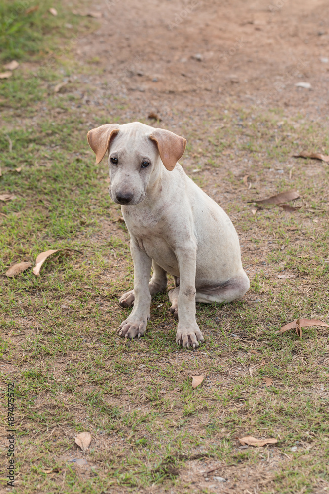 Thai Stray Puppy Dog Thai Stray Puppy Dog