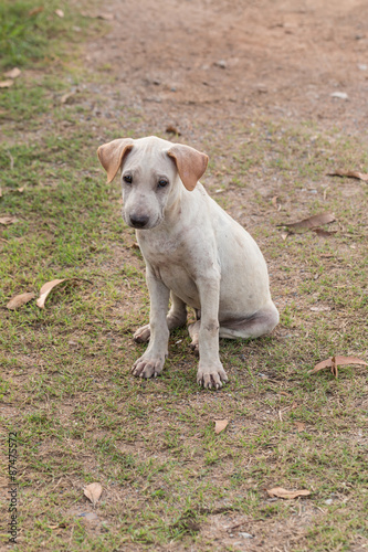 Thai Stray Puppy Dog