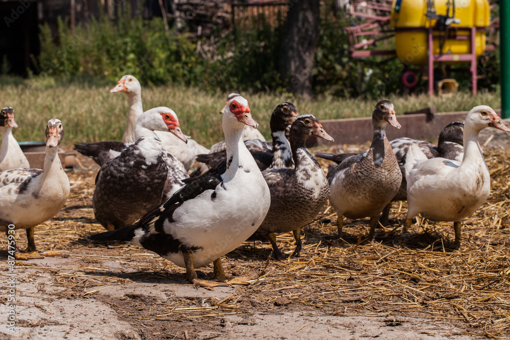 village farm ducks on the wild grass village farm ducks on the wild grass