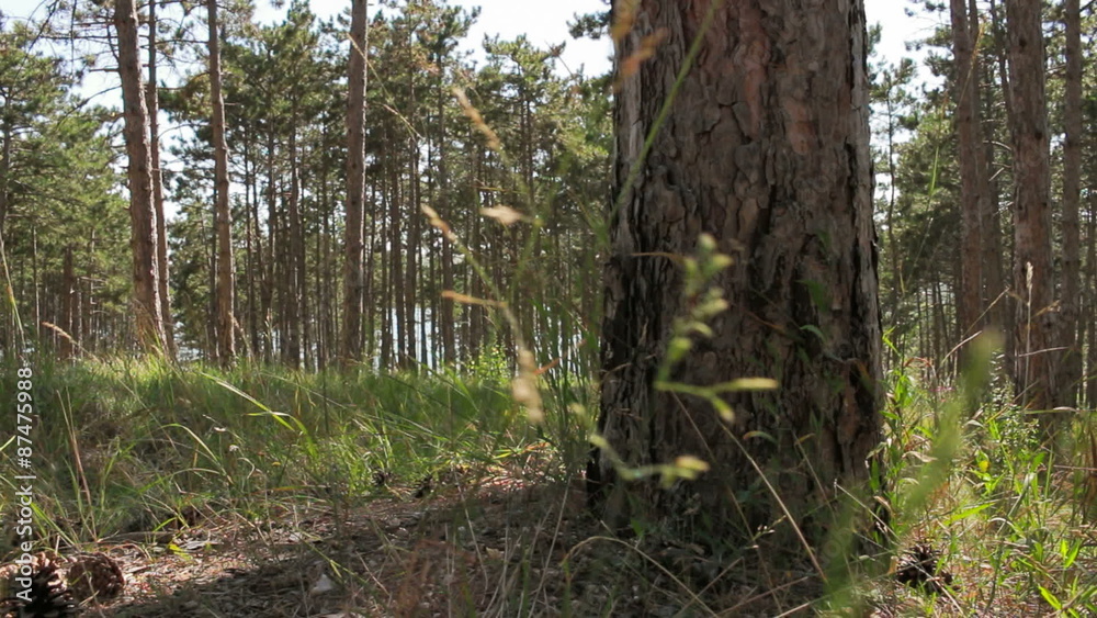 the walk in the forest in summer day the walk in the forest in summer day