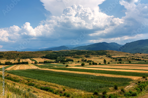 Agricultural field with a mixt of culture and colours