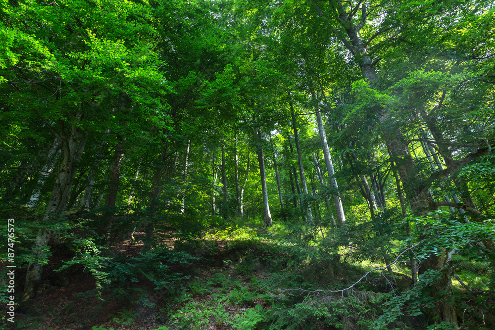 Green forest on a mountain pathway in Romania Green forest on a mountain pathway in Romania