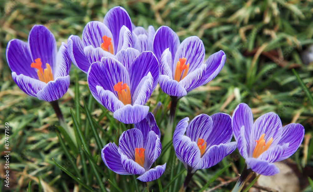 Crocus Blooming Crocus Blooming