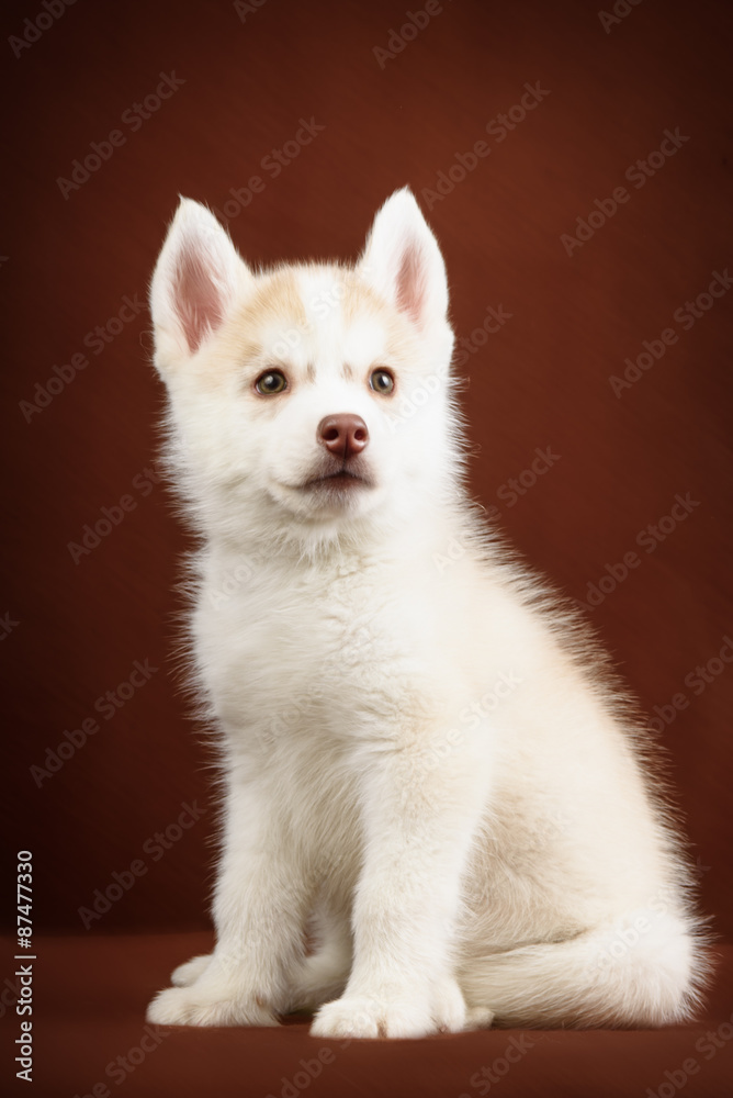 Cute little puppy of syberian husky Cute little puppy of syberian husky
