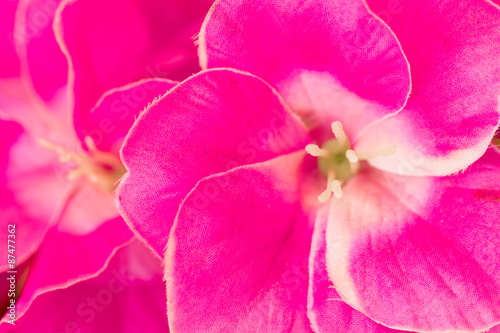 pattern petal of Artificial pink flower in texture