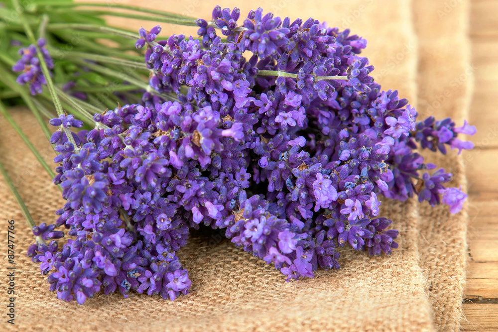Fototapeta premium Lavendel