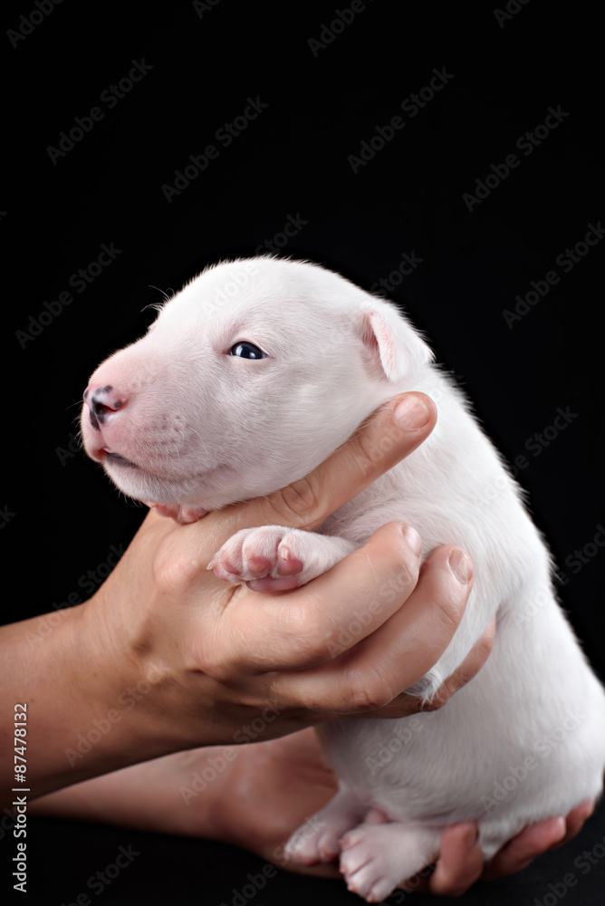 Obraz premium Bull Terrier puppy in decorated studio