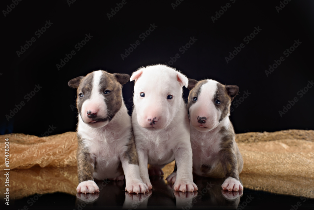 three Bull Terrier puppies with black