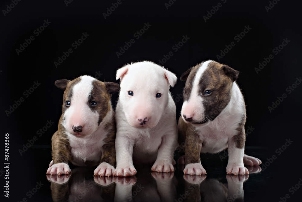 three Bull Terrier puppies with black