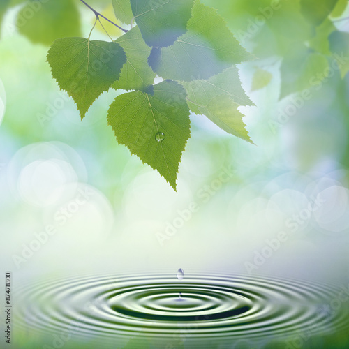 Photography Abstract natural backgrounds. Green leaves with morning dew