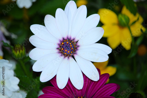 Blume