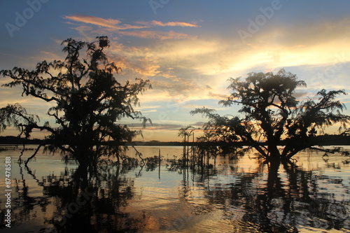 Tree Reflections in the Amazon River