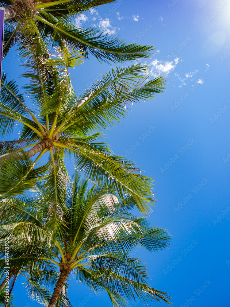 Fototapeta premium Coconut palm trees perspective