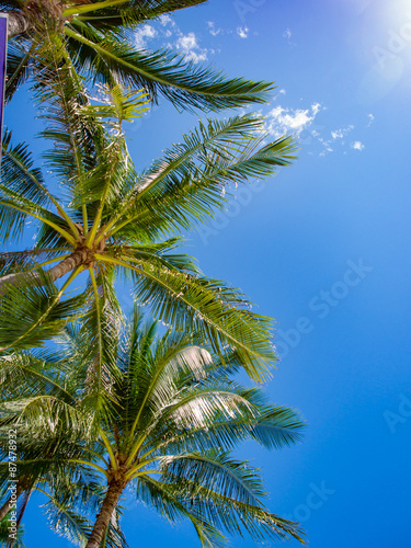 Coconut palm trees perspective