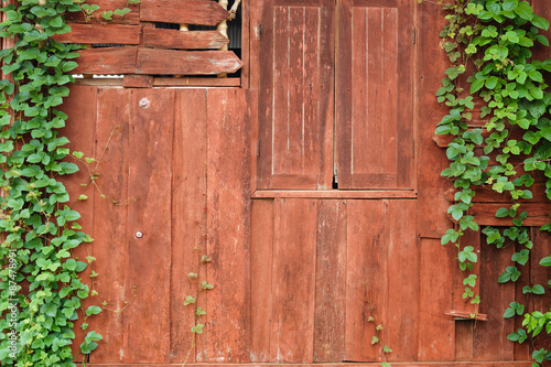 old wooden wall with green creeper plants