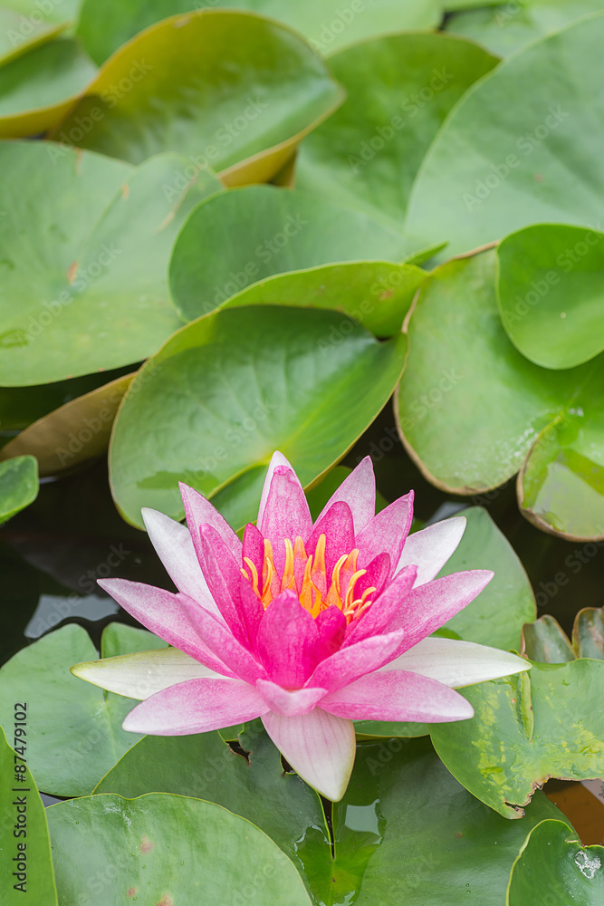 White violet water lily lotus flower. White violet water lily lotus flower.