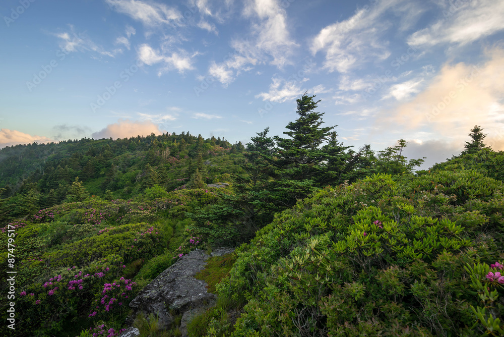 The spring Rhododendron blooms on top of Grassy Ridge at the Roan Highlands along the Appalachian Trail on the border of Tennessee/North Carolina