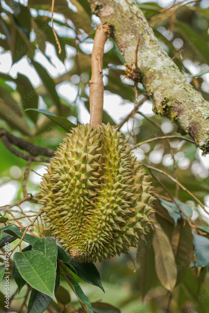 Fresh durian in the orchard