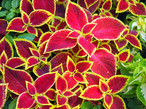 Red Coleus plants closeup photo