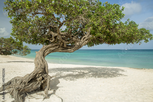 Divi divi trees on Eagle beach - Aruba island