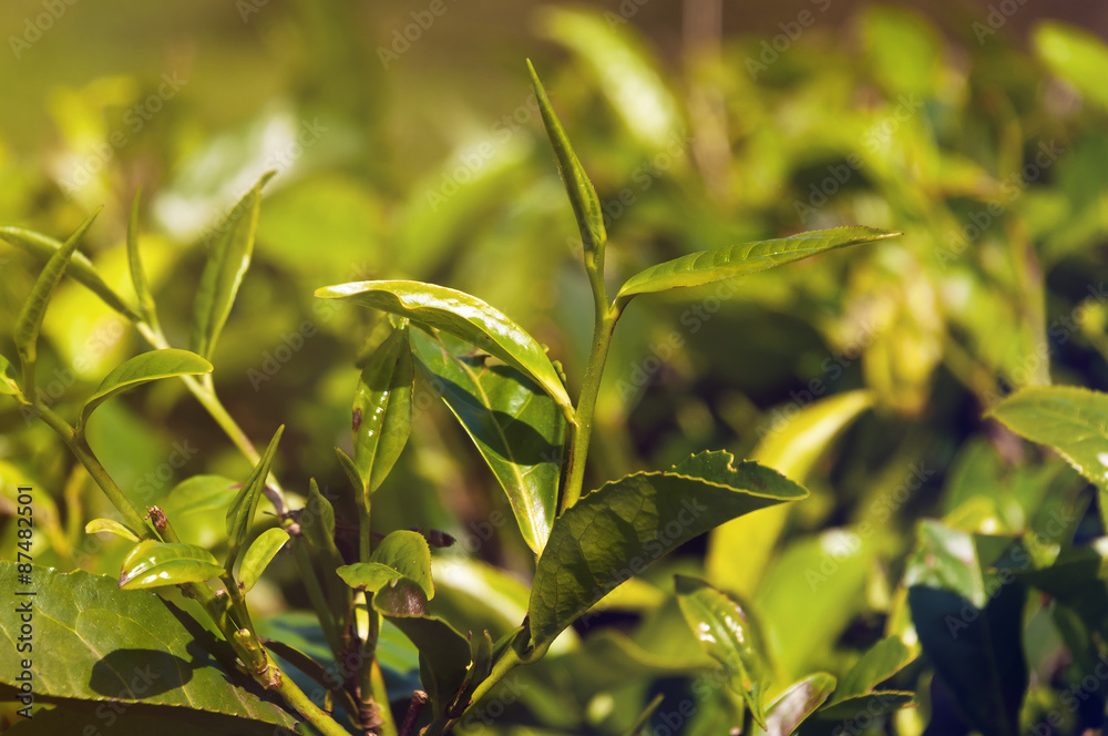 Fototapeta premium Green tea leaves