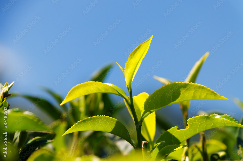 Obraz premium Green tea leaves