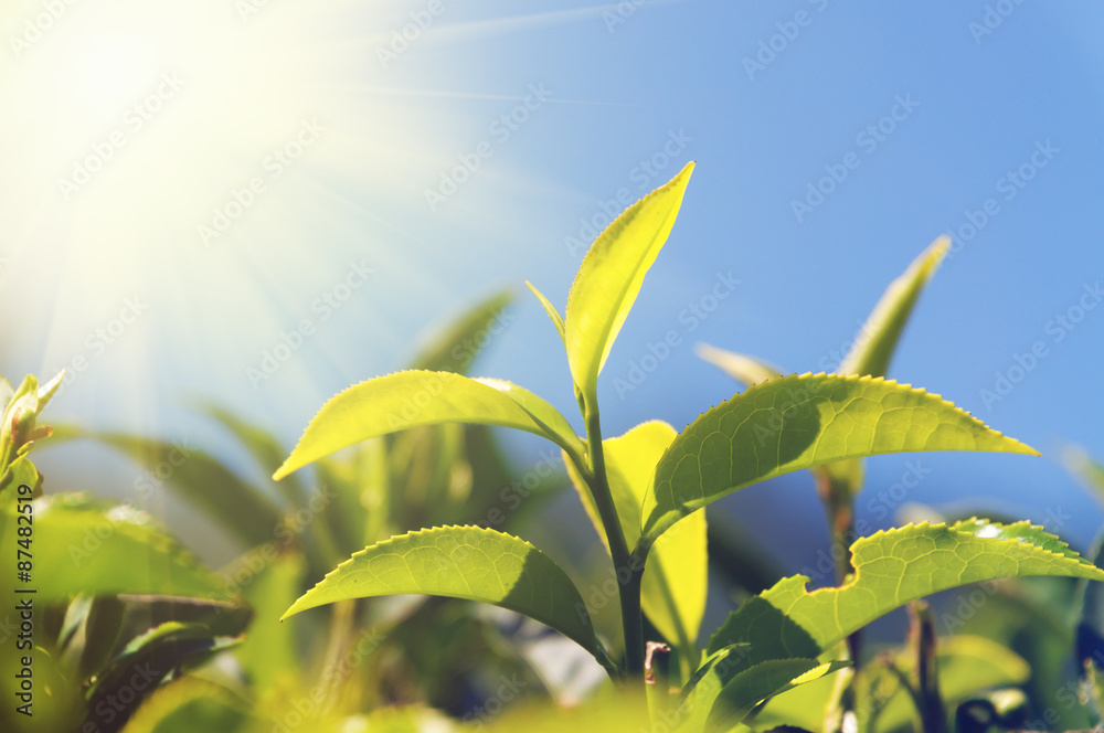 Green tea leaves