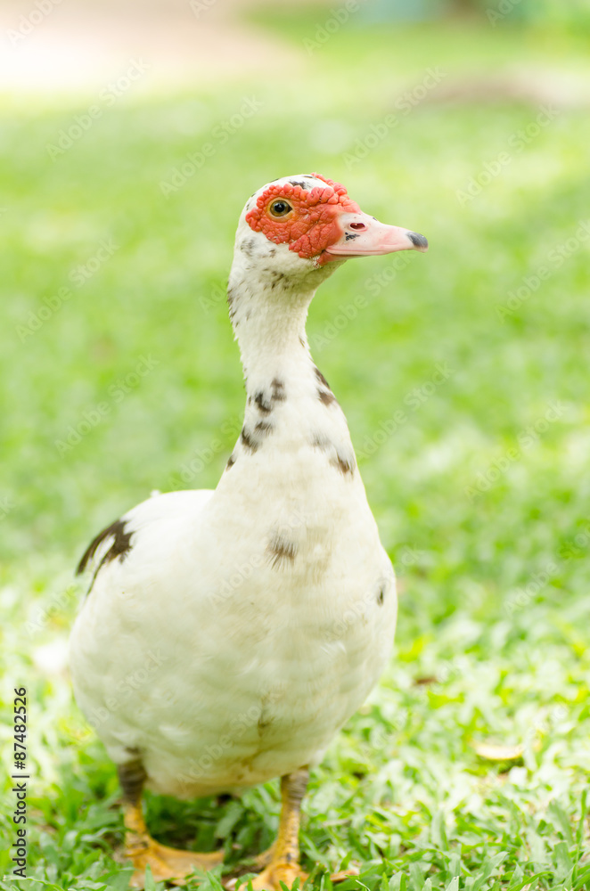 Close up of the white duck, poultry life Close up of the white duck, poultry life