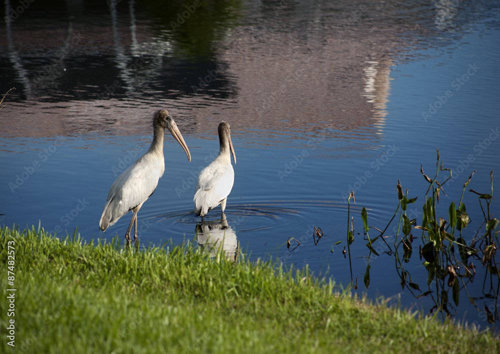 Fototapeta premium Two baby storks on a lake in Florida. Usa. Amerika