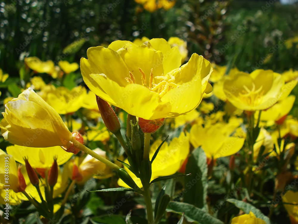 Flowers in a garden Flowers in a garden