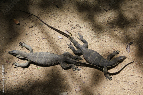 Monitor Lizards, Borneo