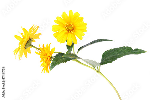 Yellow daisy flowers isolated on white background