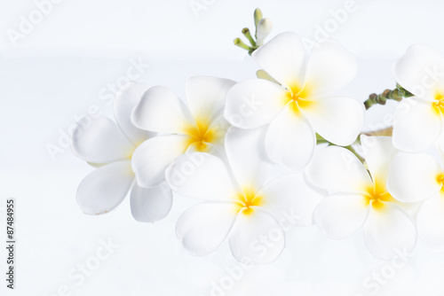 Plumeria flower.