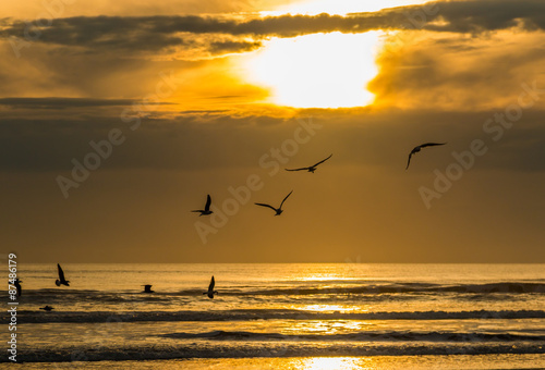 Seagulls Sunset