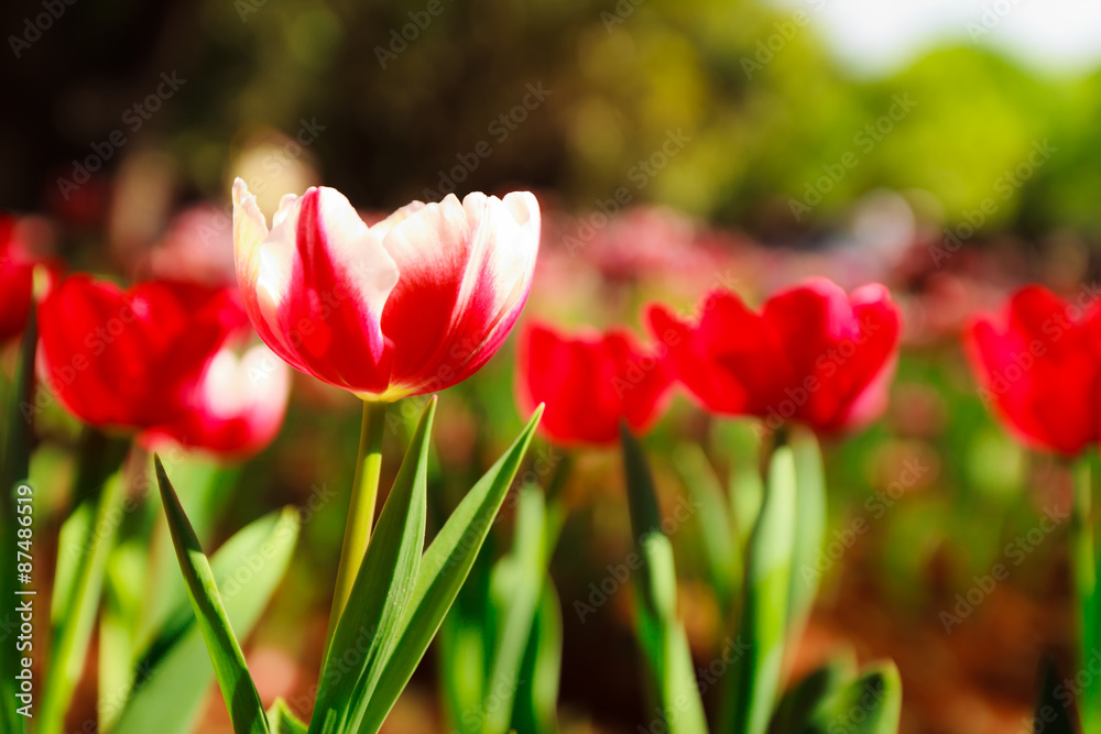 red tulip red tulip