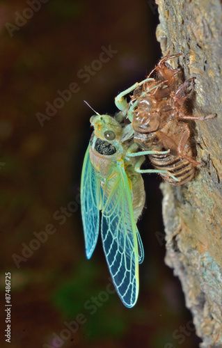 New-born cicada 3